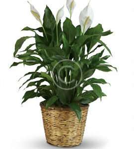 Peaceful White Lilies